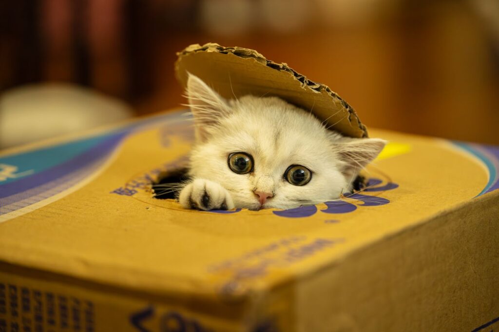 Pet sitting near moving boxes during a household move